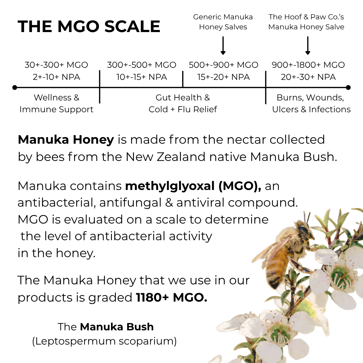 Manuka Honey Salve for Dogs, Horses & Humans