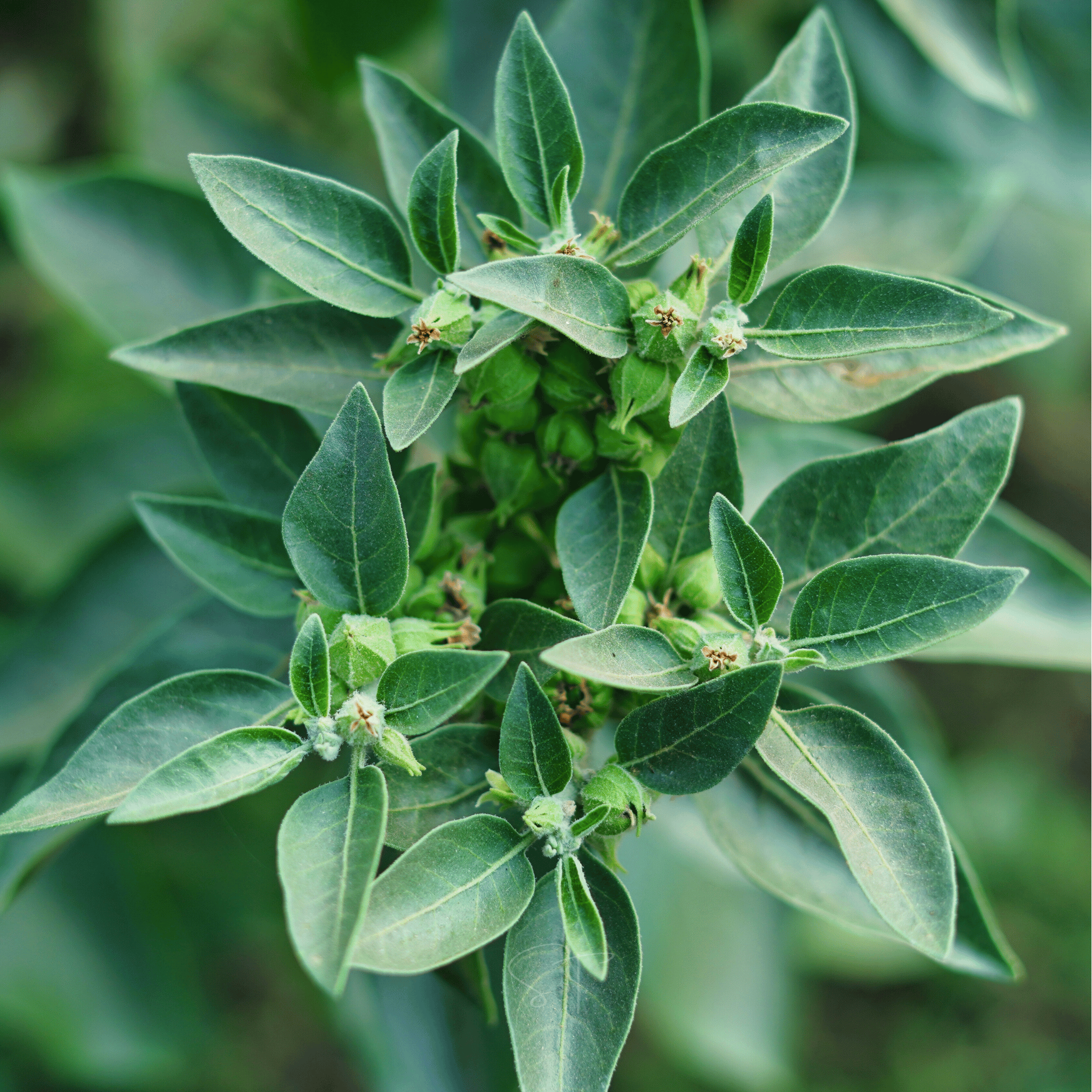 Ashwagandha (Indian Ginseng) – 30 Seeds