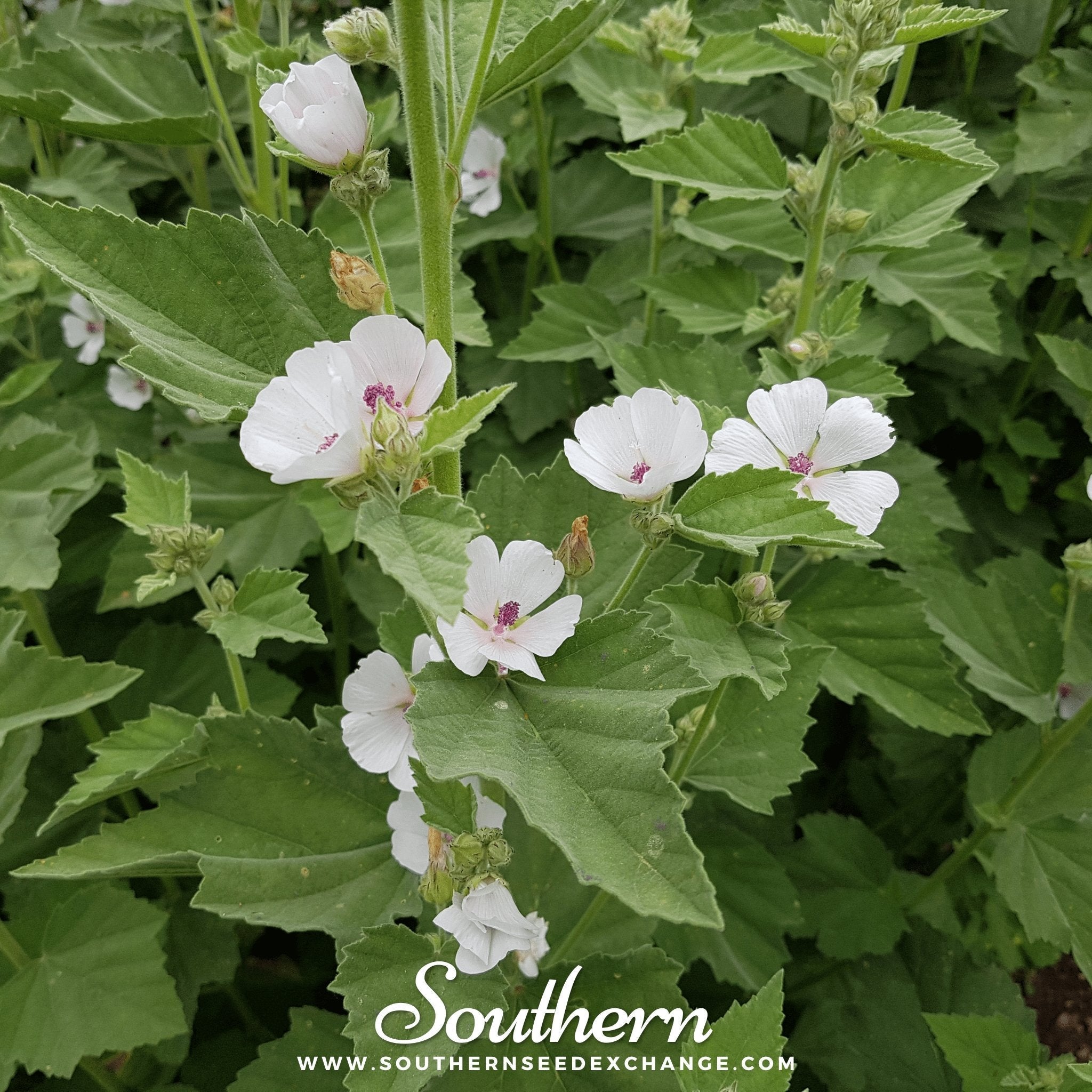 Marshmallow – 50 Seeds
