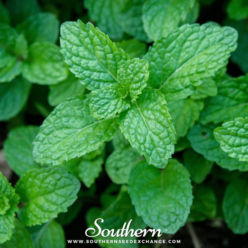 Peppermint – 100 Seeds
