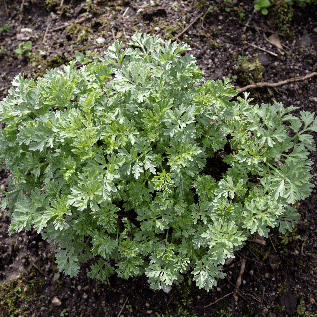 Wormwood – 200 Seeds