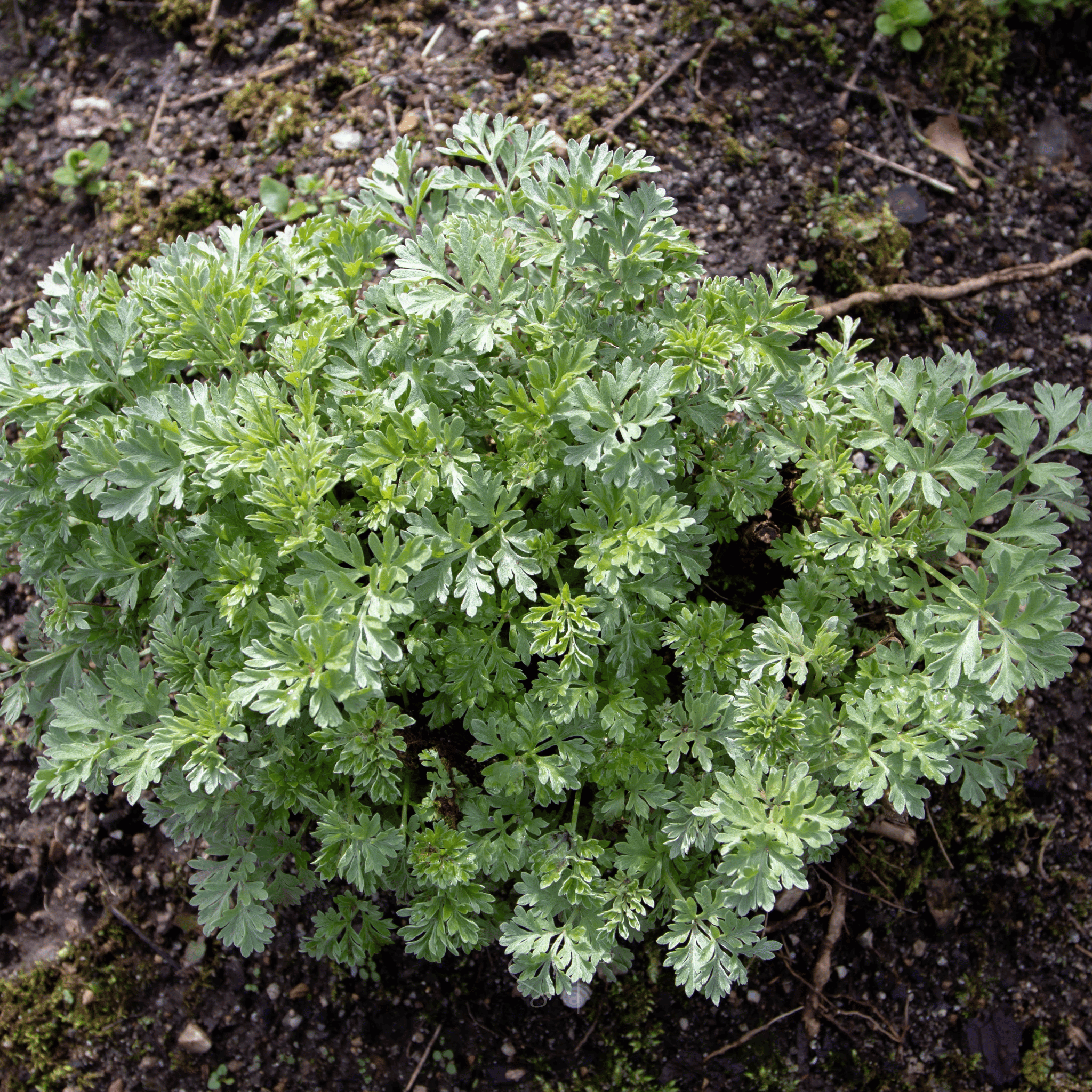 Wormwood – 200 Seeds